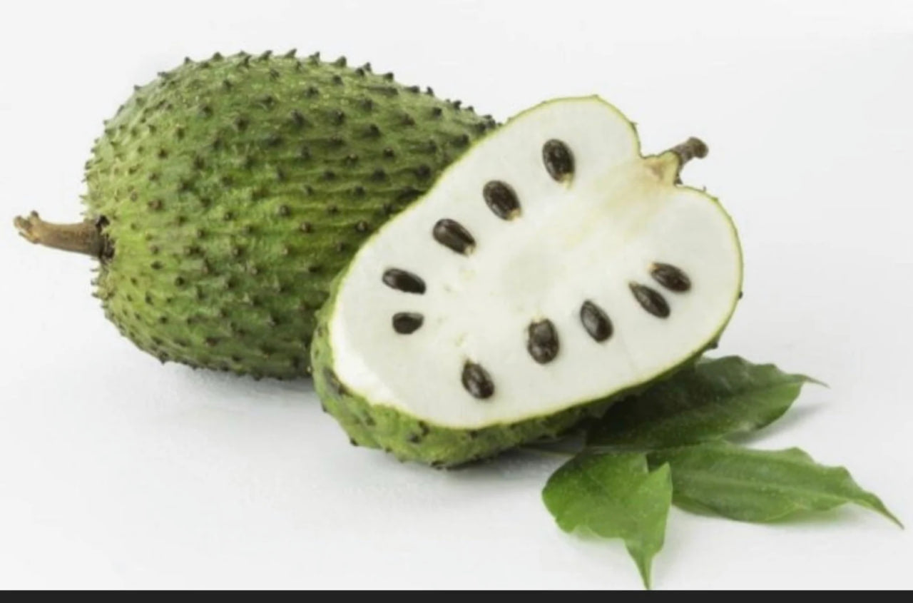 Guanabana Soursop Tree Live Plant, Live Annona Muricata Soursop Plant Live - 5 to 9 Inch Tall - Outdoors - Zone 9 to 12 image 1