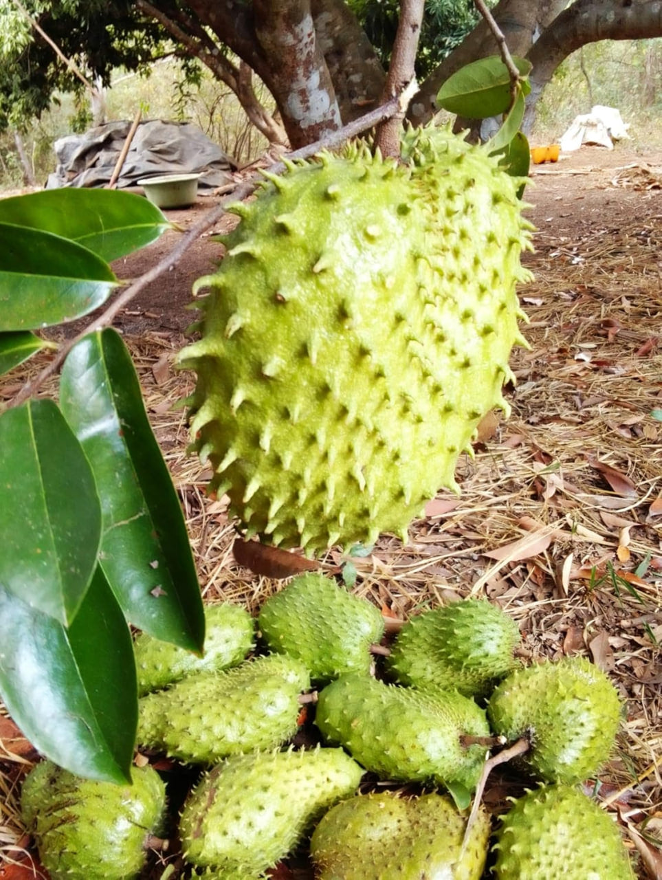 Soursop Tree Seeds - 200 Count - for 2026-2027 Planting Guanabana Tropical Fruit Tree