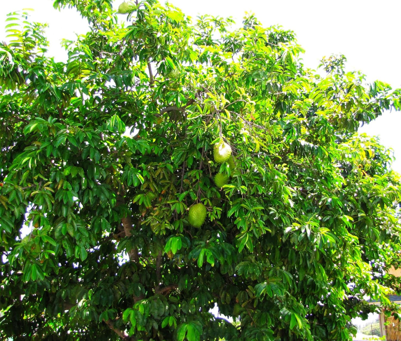 Soursop Tree Seeds - 200 Count - for 2026-2027 Planting Guanabana Tropical Fruit Tree