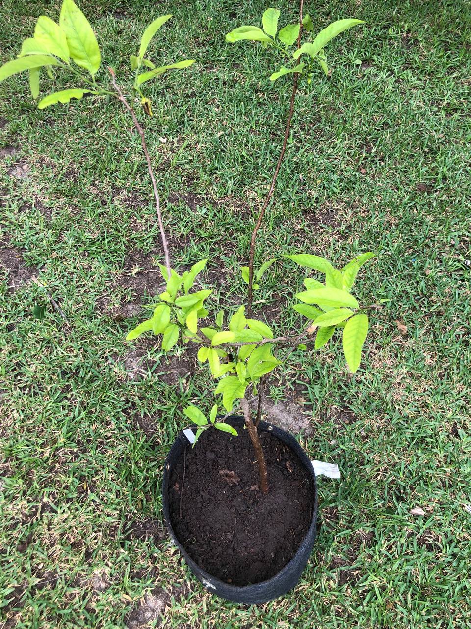 Sugar Apple Tree Live Plant 1-2 feet | 5-10 gallon potted plant |  Annona Squamosa